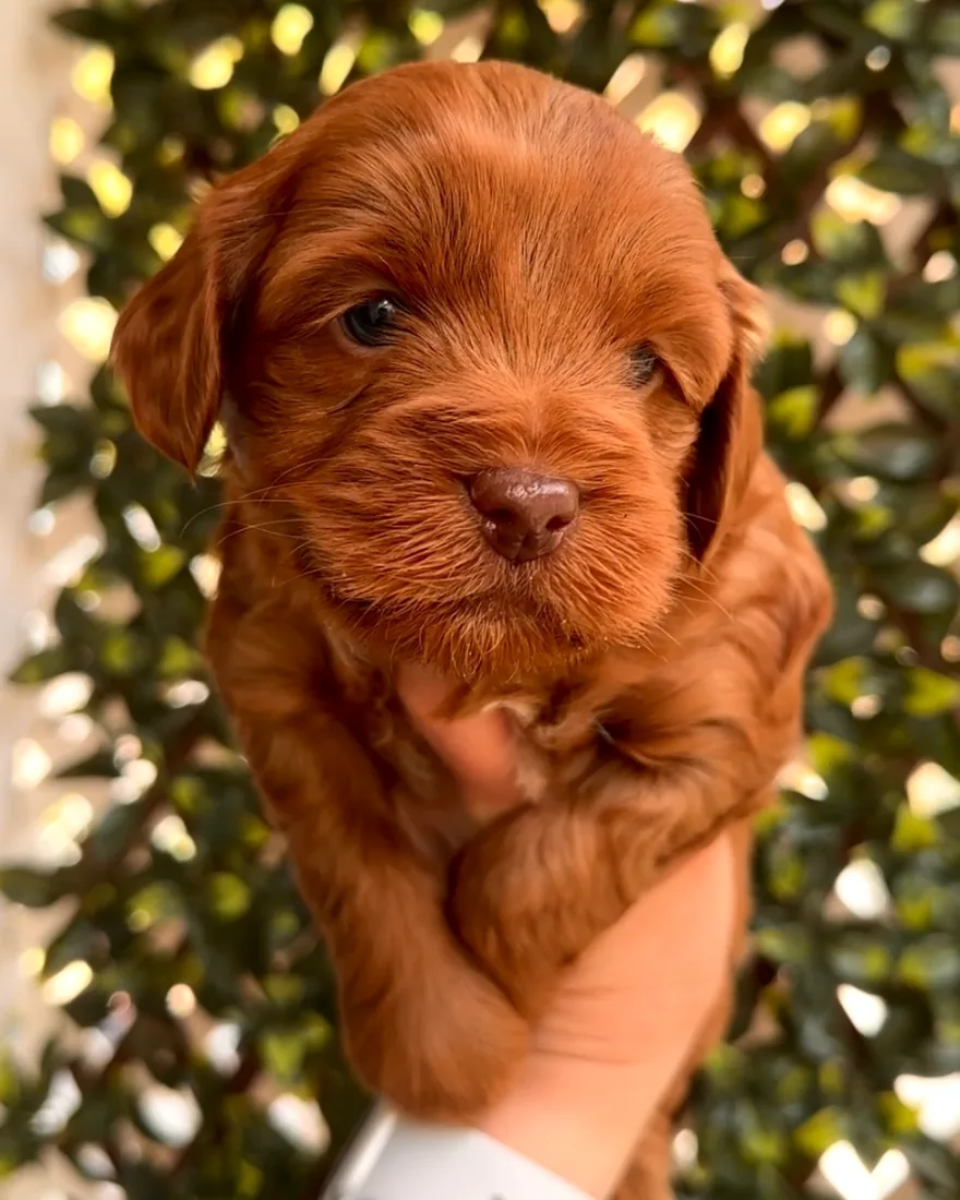 An Australian Labradoodle puppy