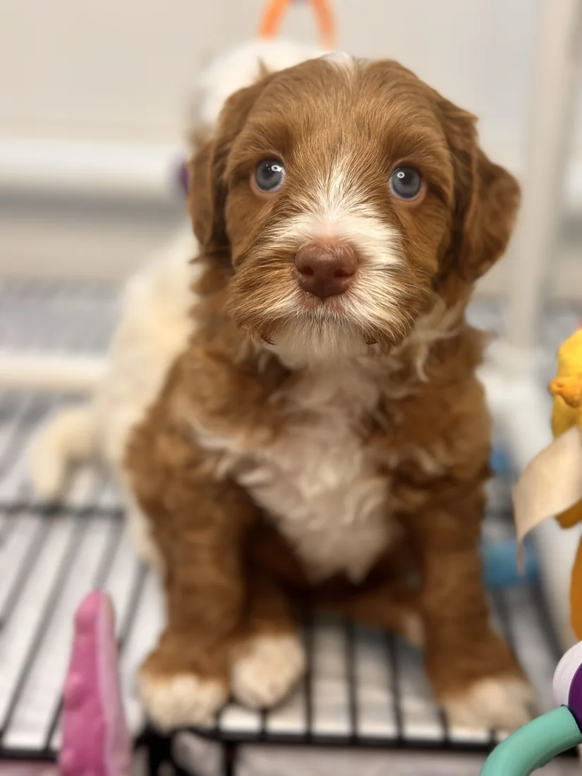 An Australian Labradoodle puppy