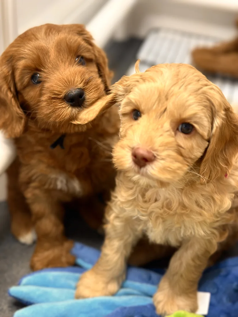 An Australian Labradoodle puppy