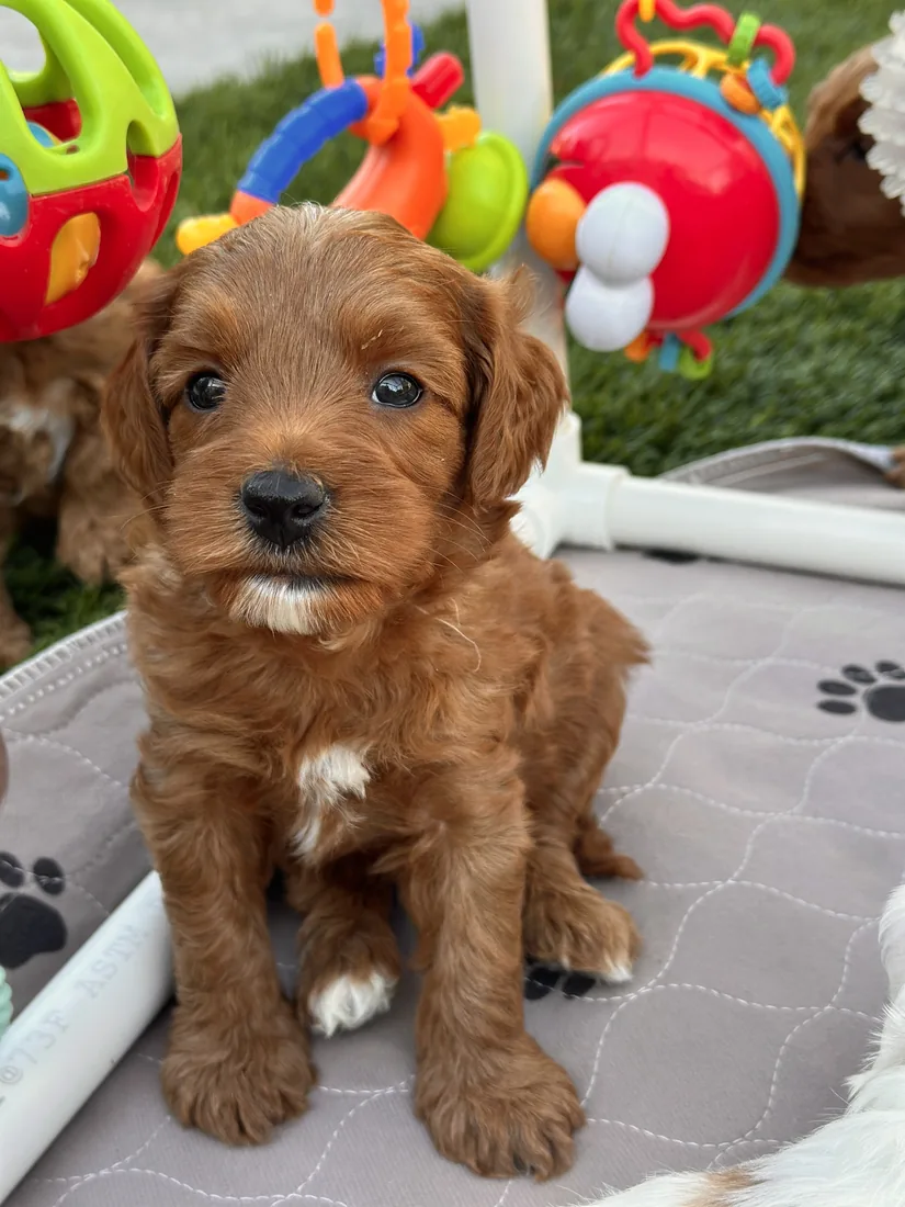 An Australian Labradoodle puppy