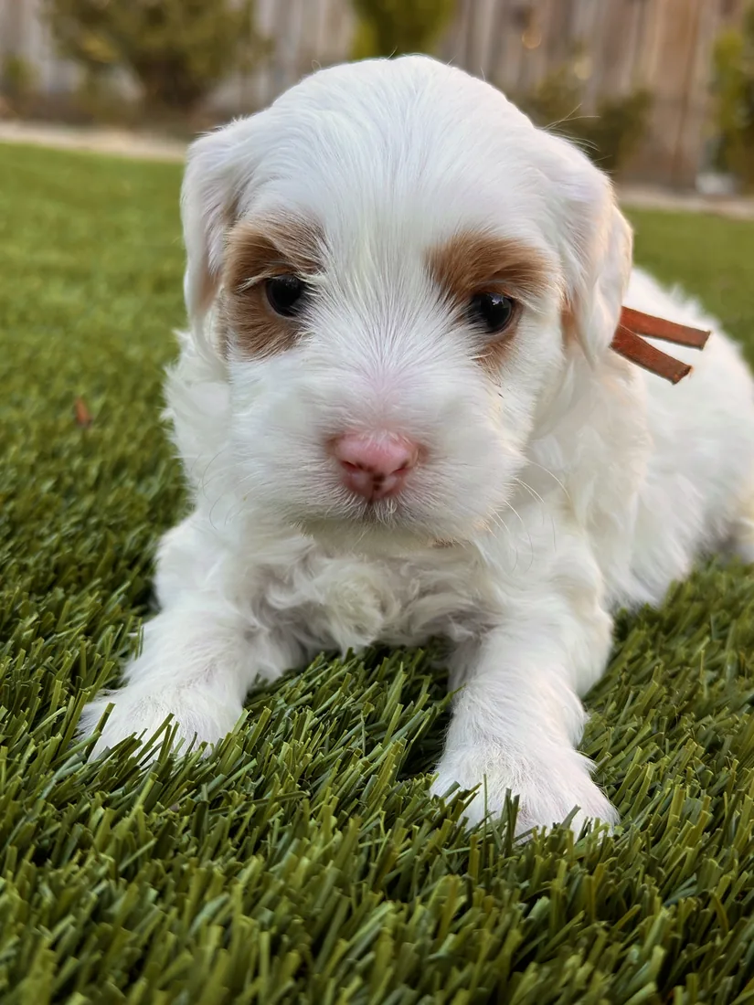 An Australian Labradoodle puppy