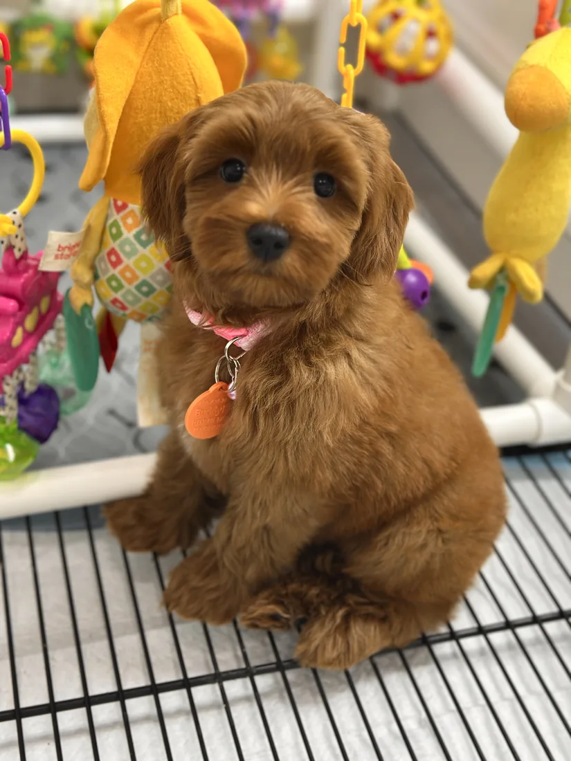 An Australian Labradoodle puppy