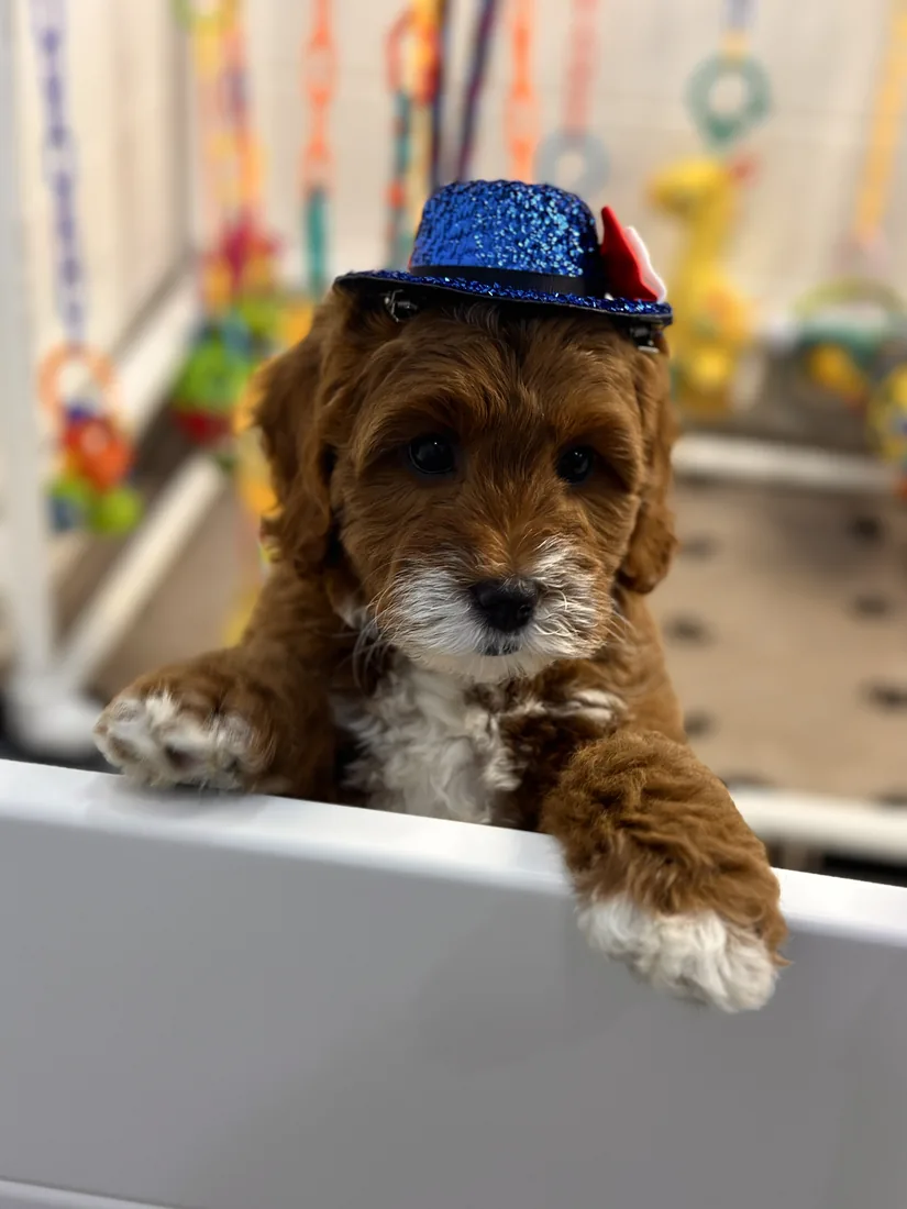 An Australian Labradoodle puppy