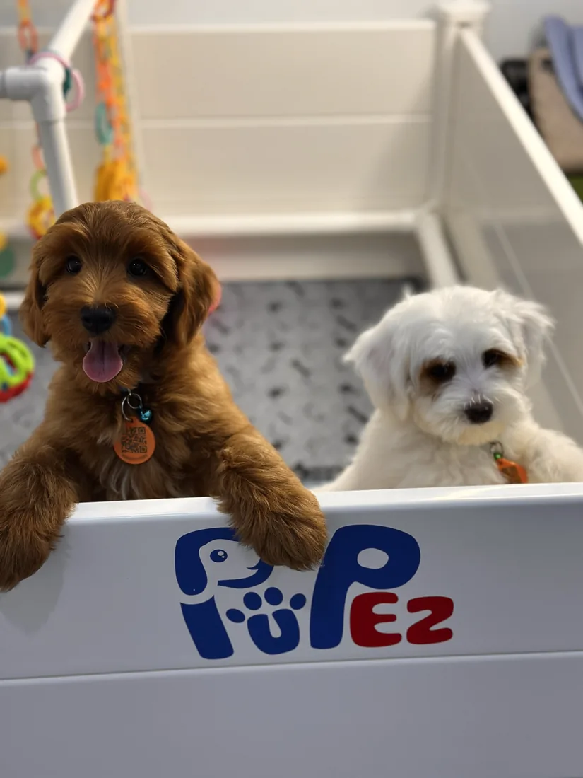 An Australian Labradoodle puppy