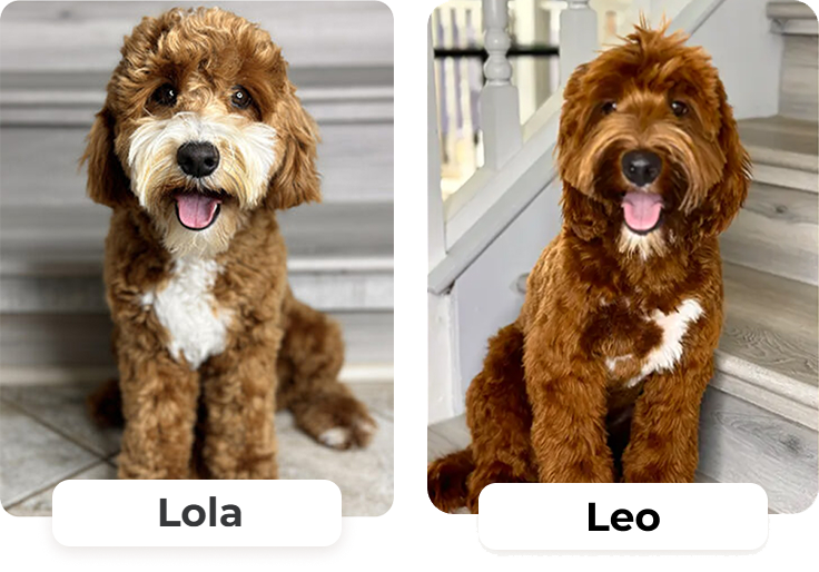 Lola leo — Litters