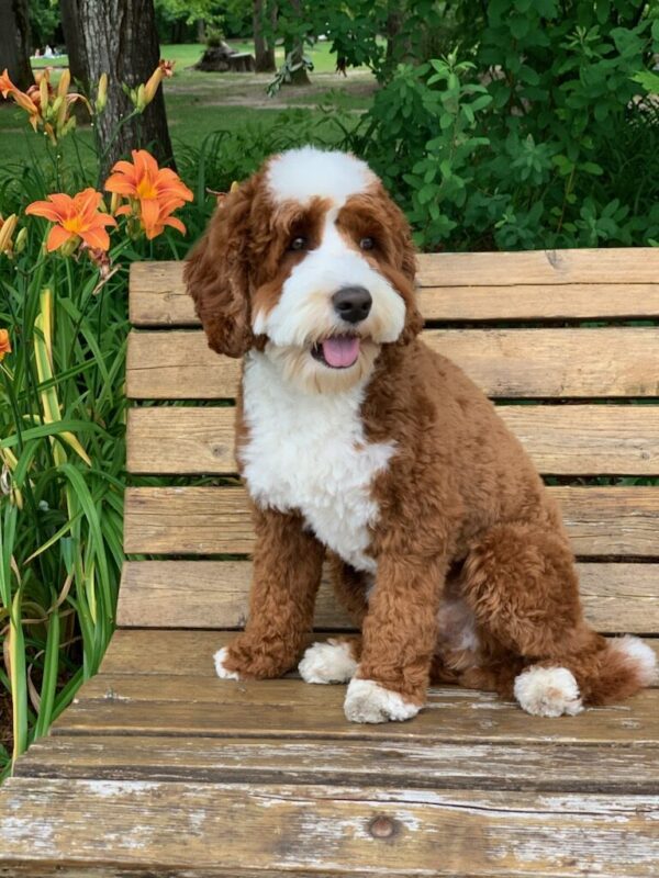 Adorable Labradoodle Sir Ruckus
